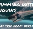 Swimming With Penguins: A quirky day trip from Berlin to Spreeweltenbad (Penguin Water Park)