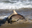 Swimmers reach shore just in time after shark siren blares Swimmers reach shore just in time after shark siren blares