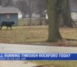 Runaway bull captured after getting loose in downtown Rockford, taking swim in Rock River