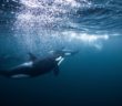 Swimming with Orcas 2019 – Would you ever swim with wild Orcas?