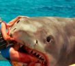 10 Worst Shark Attacks Ever Recorded