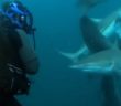 Diving In To Swim With Sharks! | Deadly 60 | BBC Earth Kids