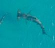 Giant Hammerhead Sharks Hunting Blacktip Sharks