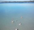 Large school of sharks in the shallows of a popular swimming location