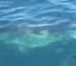 4 Sharks Seen Close to Miami Beach Shoreline