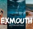 Exmouth Road Trip (Swimming With Whale Sharks)