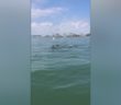 NPR Officer Captures Video Of Dolphins Swimming In OCMD