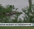 Summer fun turns scary after alligator swims through swimmerâ€™s legs, injuring Mississippi man