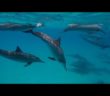 Wild For Life Journeys – Marine