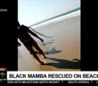 A Black Mamba goes for a swim at a Durban beach