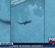 Alligator swimming laps in man’s pool