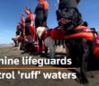 Dogs patrol ‘ruff’ waters to keep swimmers safe