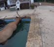 Elk rescued from Estes Park swimming pool