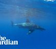 Great white shark calmly swims by snorkeler off Great Barrier Reef Great white shark calmly swims by snorkeler off Great Barrier Reef