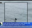 Great White Shark Spotted Near Wells, Maine