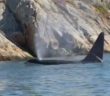 Long-distance swimmer gets close-up look at pod of orcas | Bright side