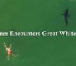 Swimmer Encounters Great White Shark