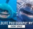 Wildlife Photography: Dispelling Myths of Dangerous Animals | B&H Event Space