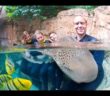 You can now swim with sharks again at Discovery Cove