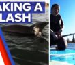 Dolphin playfully approaches swimmers and surfers | 9 News Australia