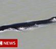 Humpback whales enter crocodile river ‘in Australian first’ – BBC News