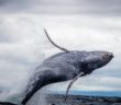 Swimming with whales: You must know the risks and when it’s best to keep your distance