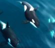 The Invisible Threat Orcas Face In Norway