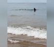Video: Shark seen swimming very close to shore of Cape Cod beach