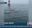 Woman breaks record swimming across Monterey Bay Woman breaks record swimming across Monterey Bay