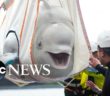 Beluga Sistersâ€™ First Swim in KlettsvÃ­k Cove: Video