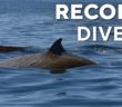 Cuvier’s beaked whale breaks record with 3 hour 42 minute dive Cuvier’s beaked whale breaks record with 3 hour 42 minute dive