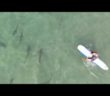 Drone video: Leopard sharks swimming near La Jolla Shores with swimmers trying to get a closer look
