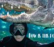 Swimming With Alligators! How Is This Possible?! Explained | Florida’s Wildest