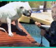 Will A Swim Calm Down This Aggressive Bulldog? | Cesar 911 Will A Swim Calm Down This Aggressive Bulldog? | Cesar 911