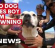 Hero Dog Rescues Boy From Drowning in Adelaideâ€™s South