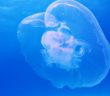 Jellyfish push off a pocket of water under their bell to swim faster