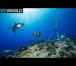 Nets to Protect Swimmers in South Africa Are Killing Sharks | Money Talks
