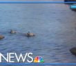 Piggy Paddlin’ | Wild Tennessee pigs go for a rare swim across Chilhowee Lake
