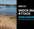 Swimmer injured in Perth bull shark attack