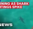 Warning for South Australian swimmers as shark sightings increase