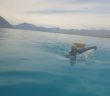 26 km Lake Tekapo Swim