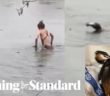 Moment Hero Swimmer Breaks Ice in Freezing Lake to Rescue Trapped Bird