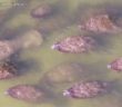 Nearly 200 Florida Manatees Filmed Basking in Shallow Waters With Dolphins