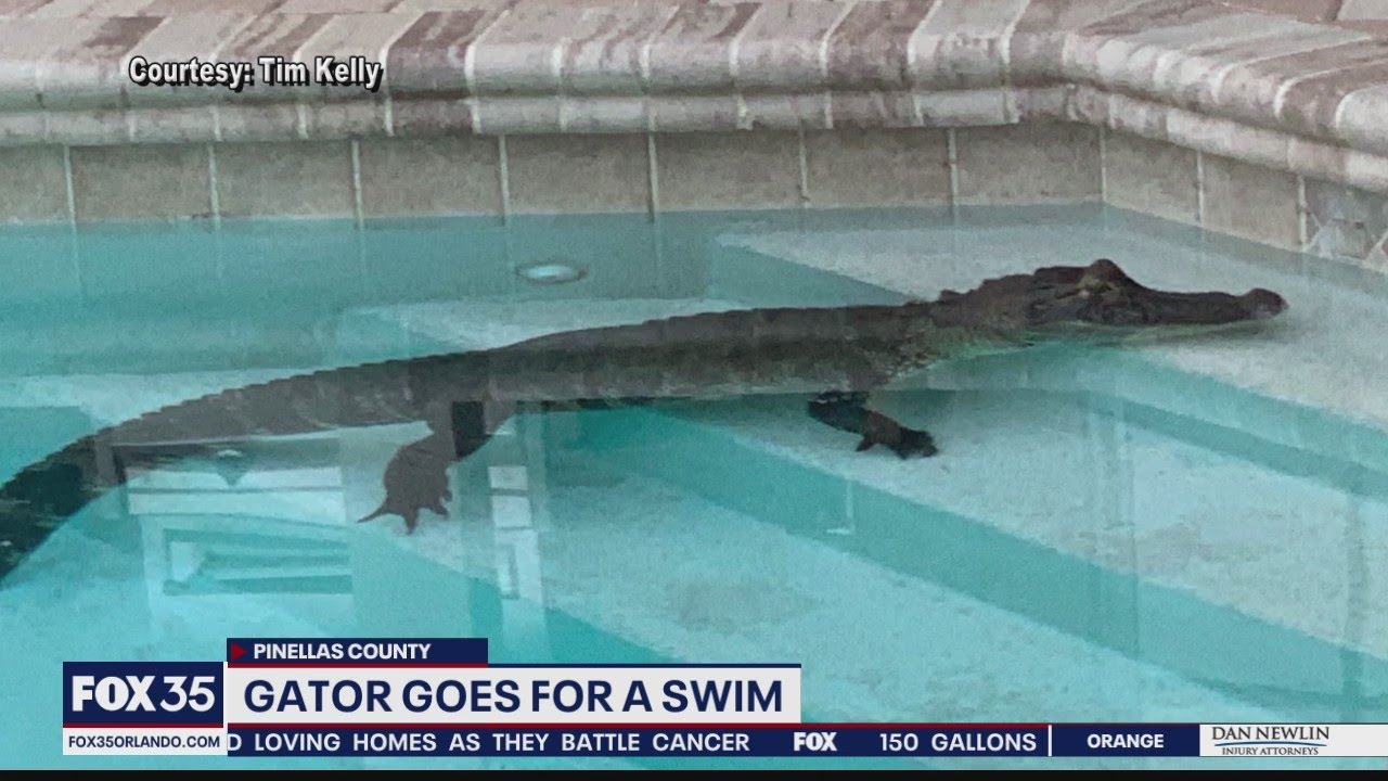 Massive Gator Gets Trapped on Lanai Before Taking a Swim in Family’s Pool