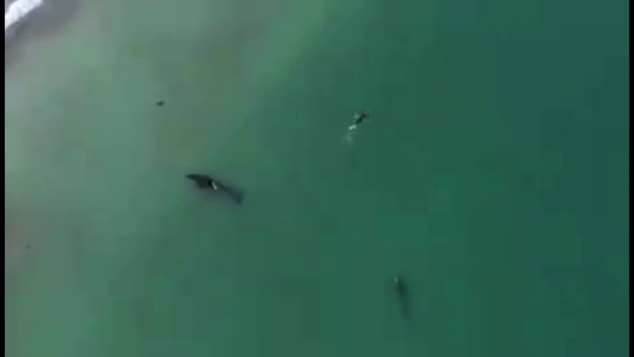 Orcas Playing With Swimmer at Hahei Beach, New Zealand