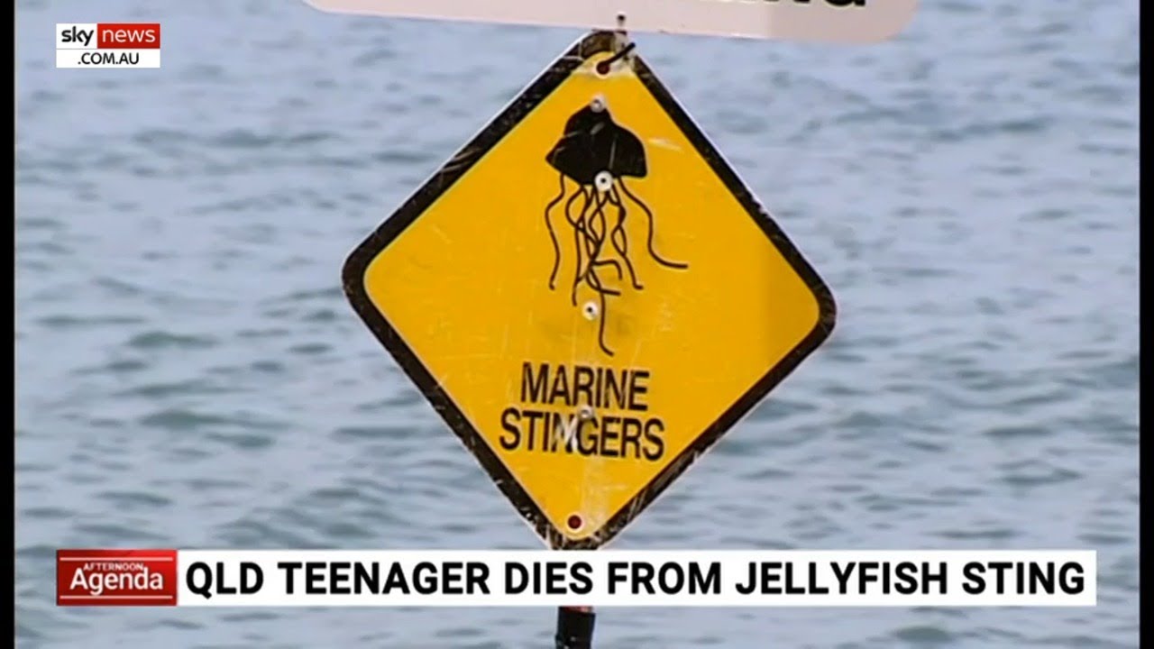 Teen Swimmer Killed by Most Venomous Marine Animal
