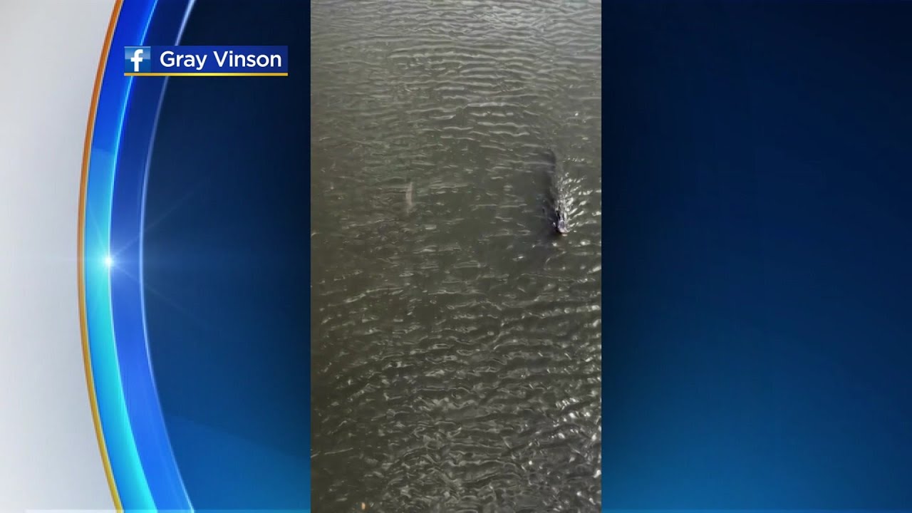 Web Extra: Bull Shark & Alligator Swim Side-by-Side