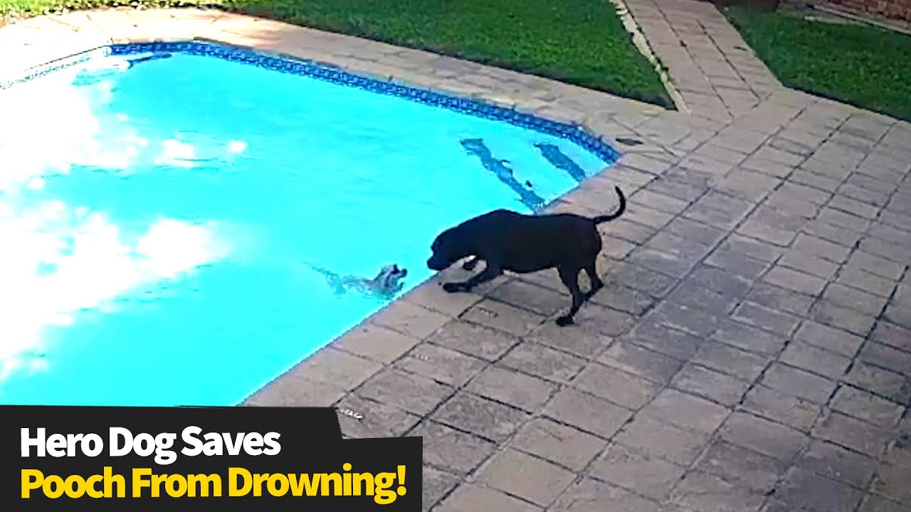 Hero Dog Saves Fellow Pooch From Drowning in Backyard Swimming Pool