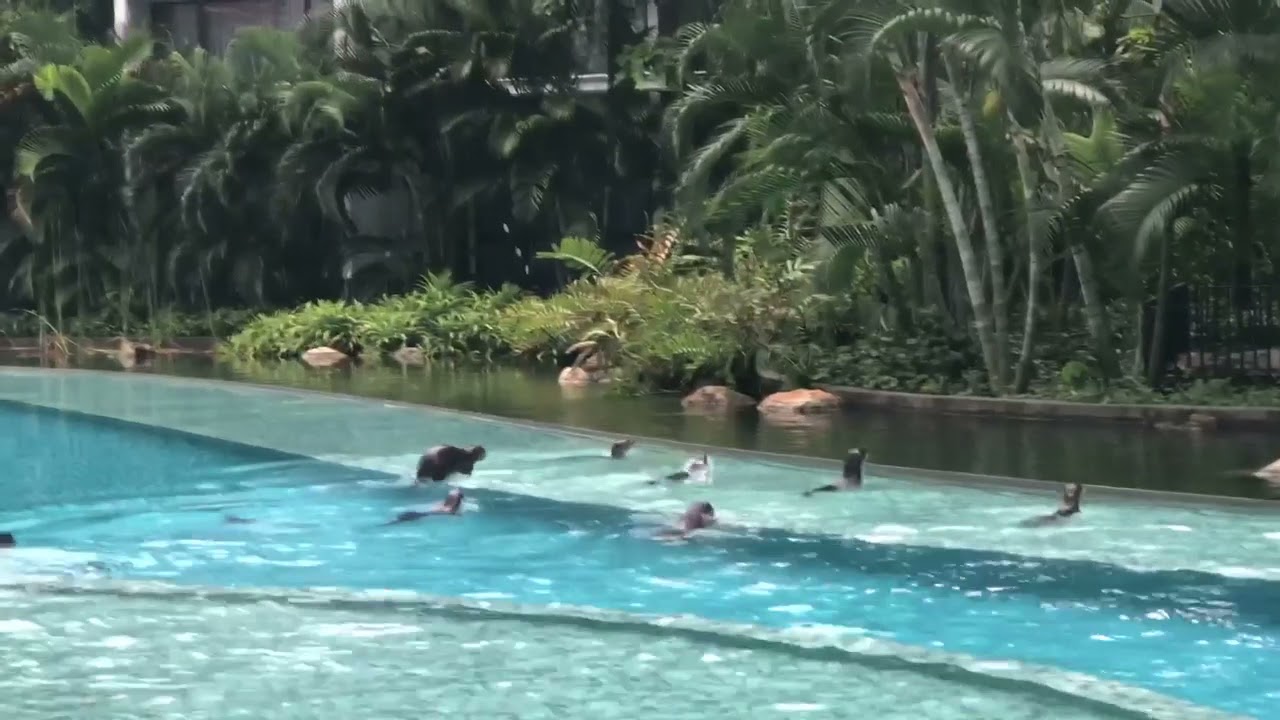 Large Family of Otters Invade Swimming Pool at Condo Near Alexandra Road, Feasted On Reared Fish
