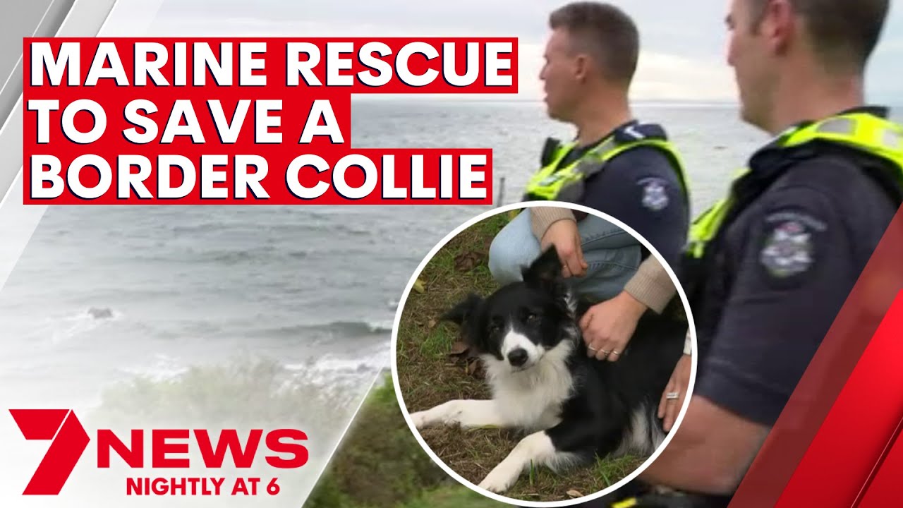 Border Collie Rescued by Two Victorian Police Officers After Swimming Out Into Deep Water | 7news